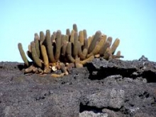 Imagen Punta Cormorant 